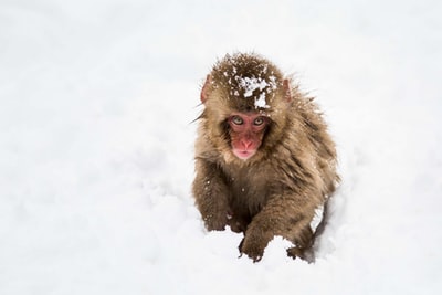 棕色猴子坐在雪地上